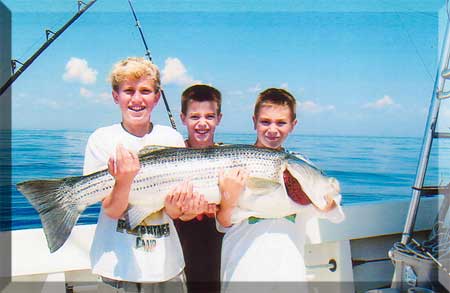 Striped Bass Inshore Fishing Newburyport Harbor