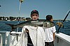 Nice Bluefish