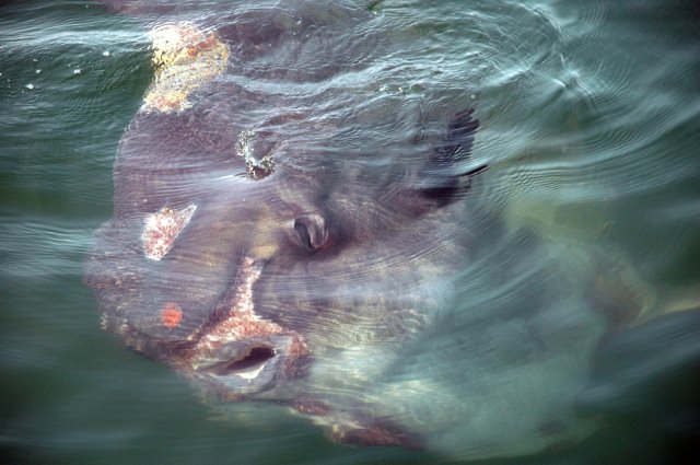 Ocean Sunfish