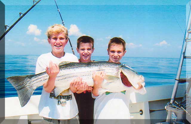 Large Striped Bass